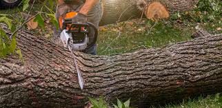 Trusted Vandenberg Village, CA Tree Services Experts